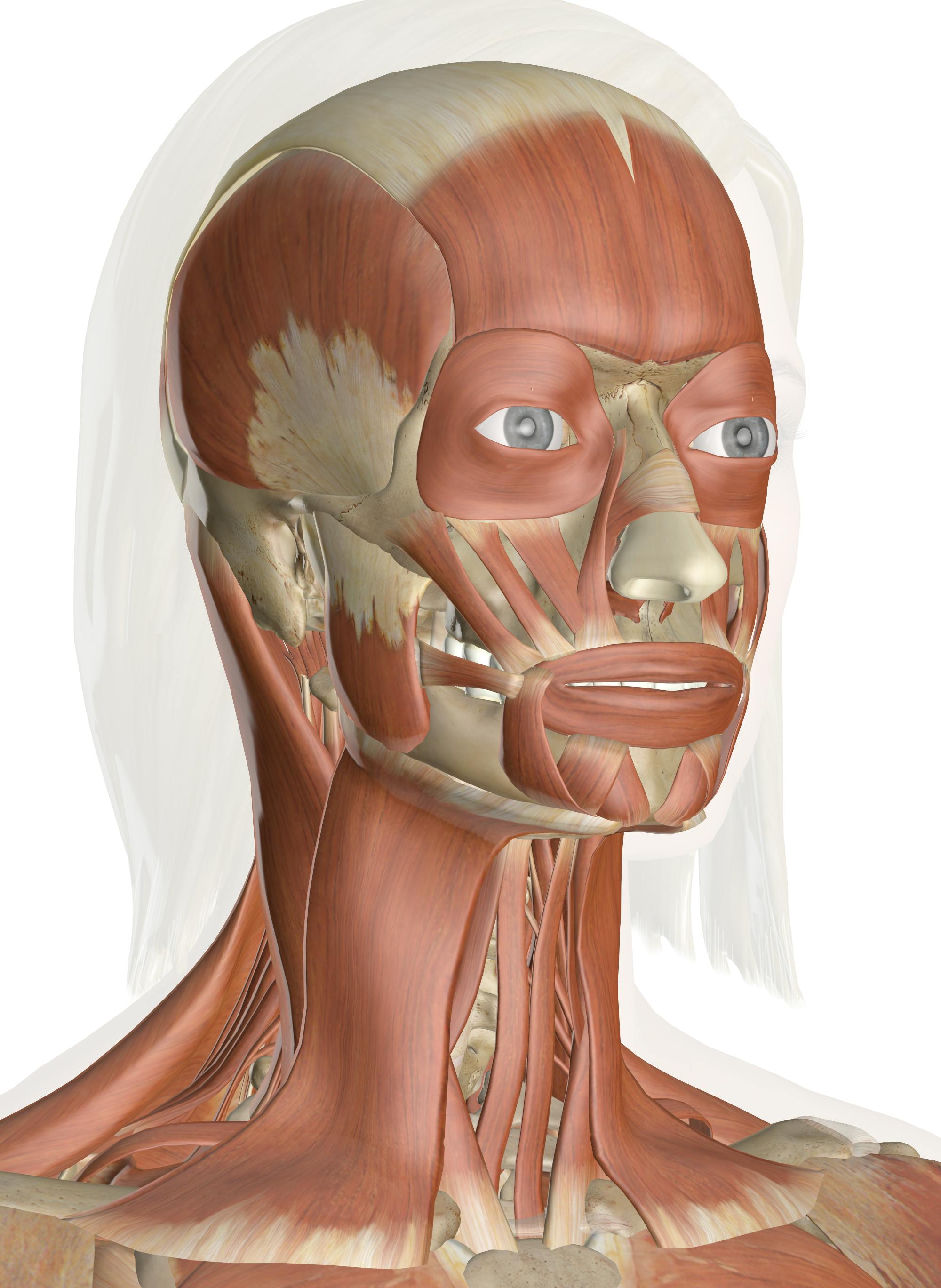 Puntos de Referencia Anatómicos de la cabeza y cuello